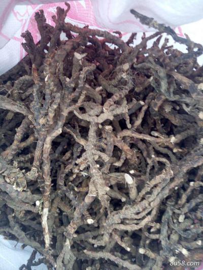 石菖蒲大量现货