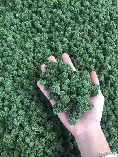 三七花