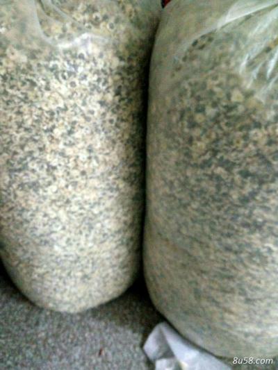 大量供应黄山金竹贡菊
