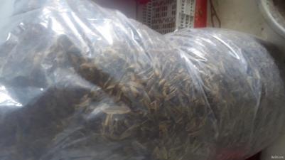 蚯蚓干地龙干