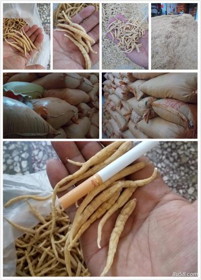 太子参
