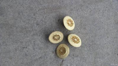 枳壳
