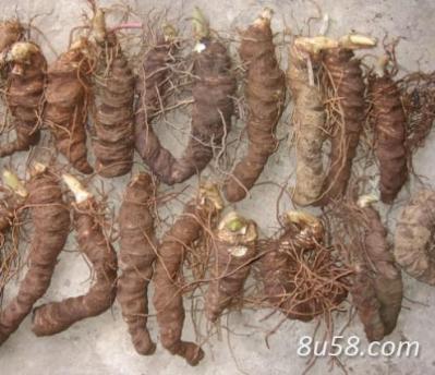 大批鲜货滇重楼5吨~30吨