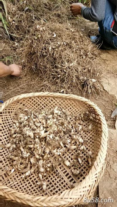 有大量紫色白及出售