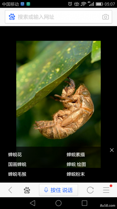 蝉蜕
