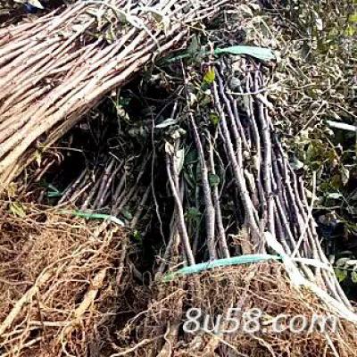 大红袍花椒苗价格花椒苗多少钱一棵山东供应花椒苗