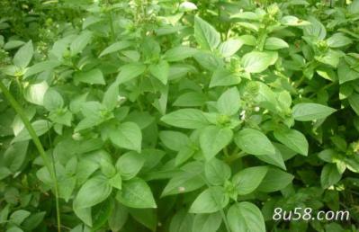 干，生薄荷