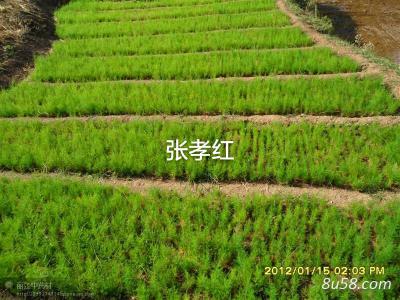 云南大天冬苗
