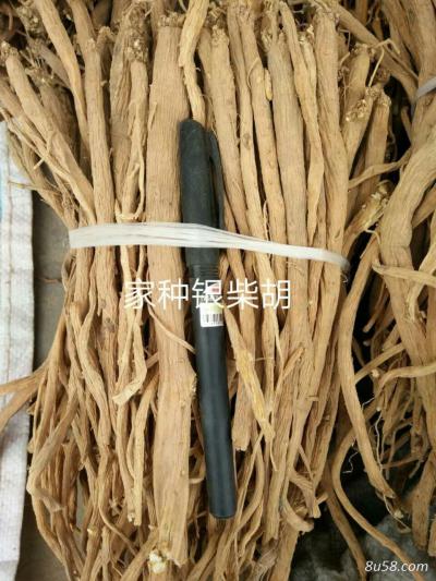家种银柴胡 一手资源，常年供给