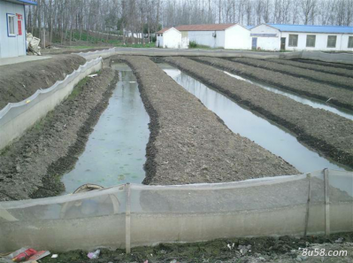 供应水蛭，水蛭种苗