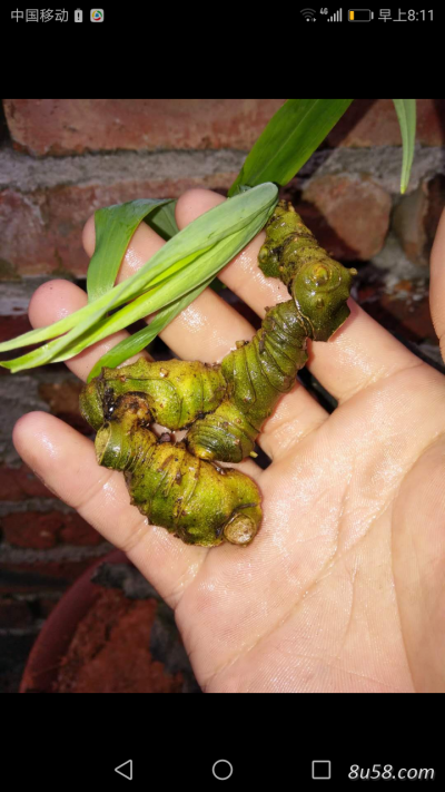 野生多花黄精