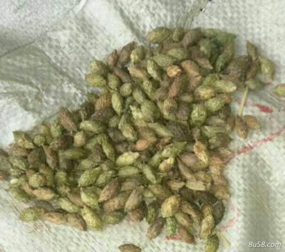 出售大货苍耳子10吨