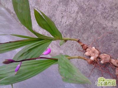 野生白及有收购的没