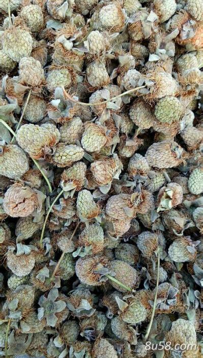 有浙江安吉的高山覆盆子。大粒，干货出售