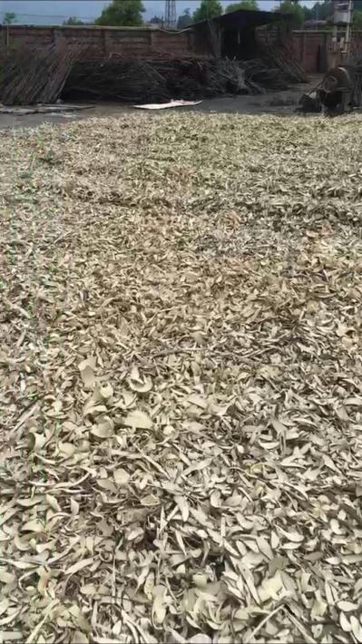 野生岗梅大量