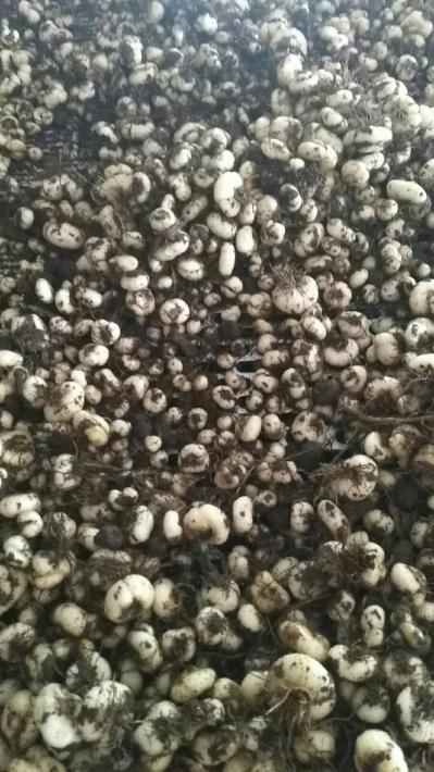 出售大量平贝母，种子，无硫干货