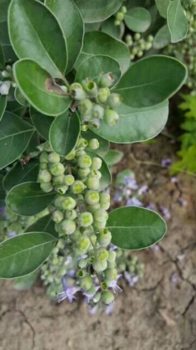 2年根须蔓荆子苗