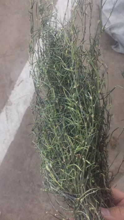 云南野生白花蛇舌草