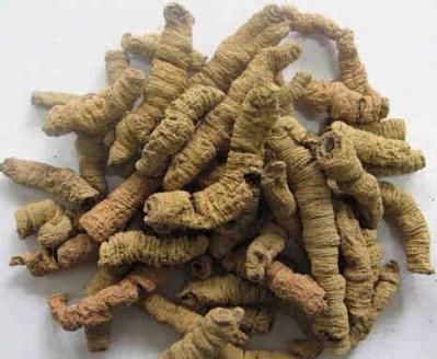 巴戟天产地货源 量大价格优惠