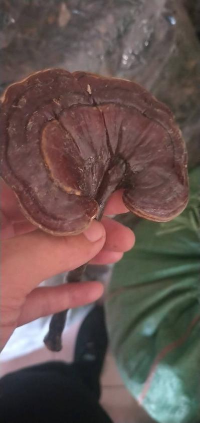 紫灵芝，常年代收，批发，产至东南亚，另有黄精，砂仁，石斛等