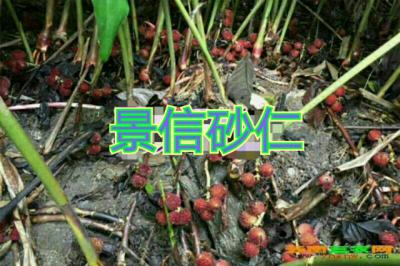 出售阳春砂仁鲜果