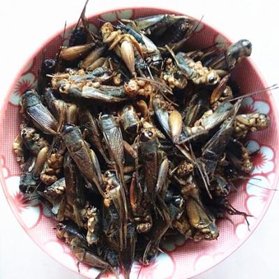 蟋蟀，蛐蛐，货干无杂，诚信经营，大量供应