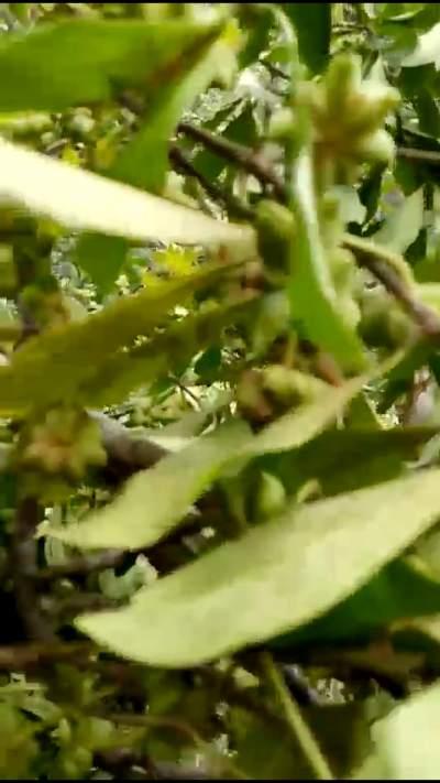 大量八角出售