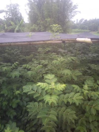广西中花吴茱萸