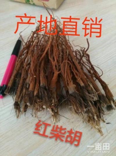出售红柴胡（南柴胡）