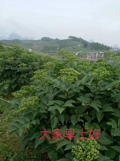 吴茱萸
