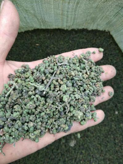 正宗中花吴茱萸干货出售
