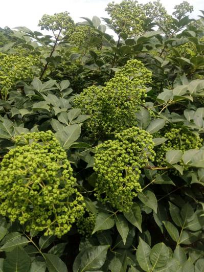 高产量中花吴茱萸枝条出售