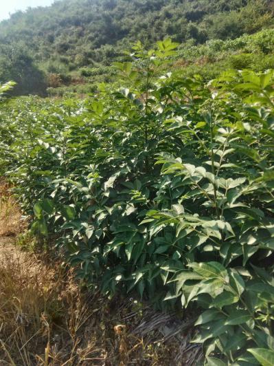 大量高产量正宗中花吴茱萸苗出售