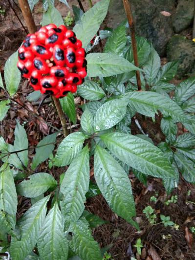 野三七 竹节参 野生资源供应，另有少许紫心货源