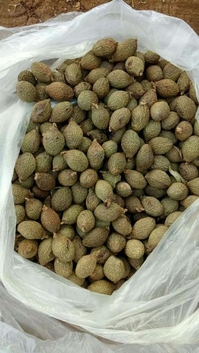 胖大海，成色好，质量保证