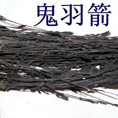 大量鬼羽箭出售