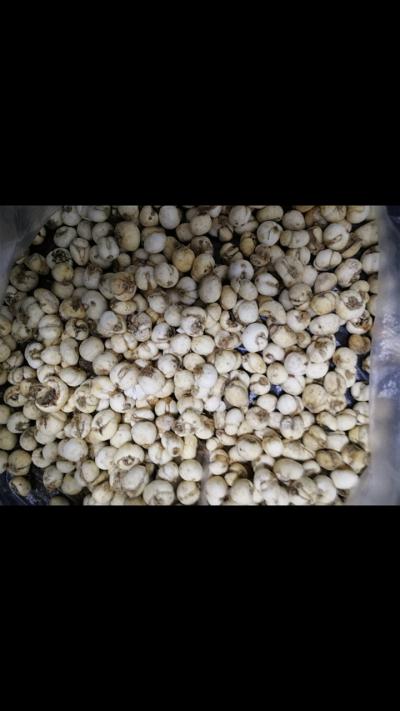 黑龙江平贝母