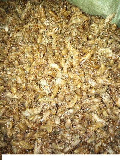 浙江竹林小蝉蜕，金蝉衣，供出口东南亚