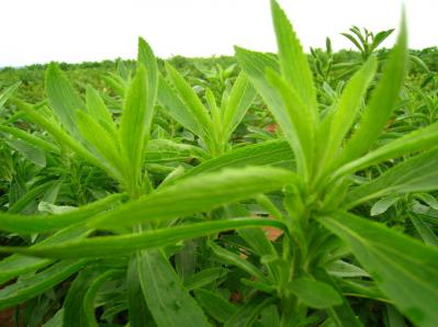 黑龙江省优质甜叶菊