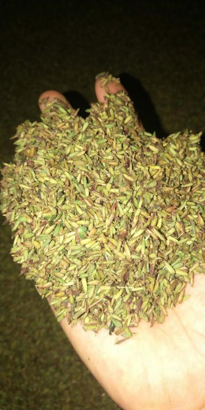 金铁锁种子，成熟度老，饱满，出芽率高