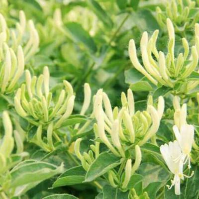 金银花种苗新品种不开花。四季花一年苗，二年苗