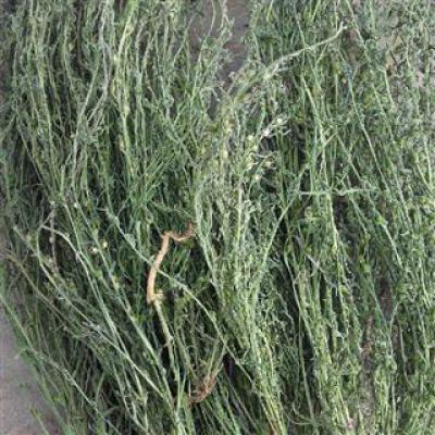 求收购百蕊草100吨
