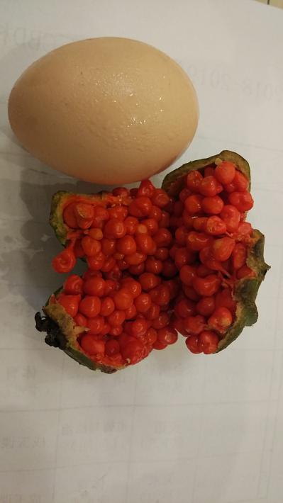 正品华重楼种子
