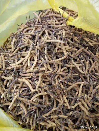 出售四川虫草。野生出于海拔3300的大山