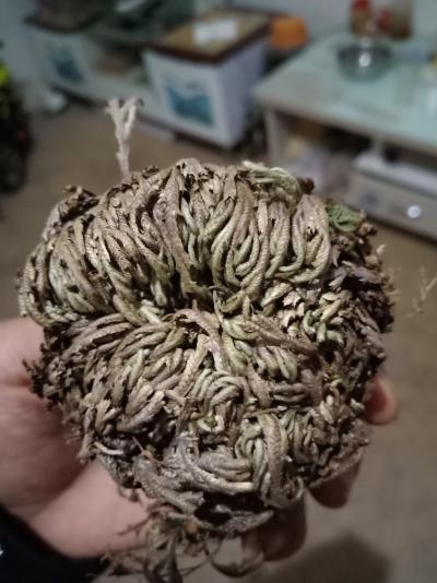 出售卷柏九死还魂草