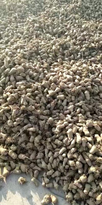 安徽省亳州市谯城区王金标中药材种植合作社大量供应白术芽  白勺芽  丹参苗