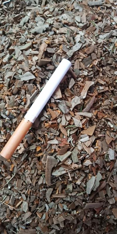 产地大量出售各种规格鬼箭羽