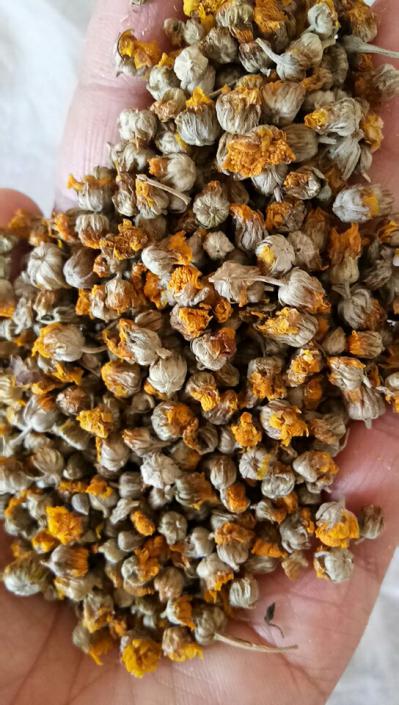 家乡山上野生的野菊花，人工采摘，人工杀青、晾晒、精捡、筛选出精品出售