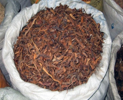 骨碎补