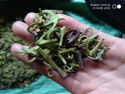 出售金钩藤干勾 含勾95%以上欢迎咨询